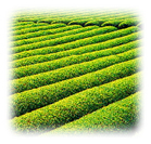 茶畑の画像です